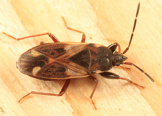 Eremocoris borealis