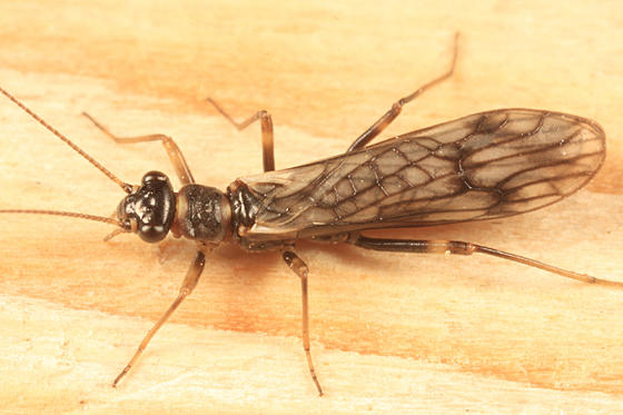 Paranemoura perfecta