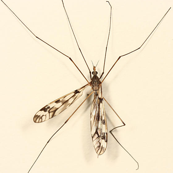 Tipula sp. - subgenus Pterelachisus