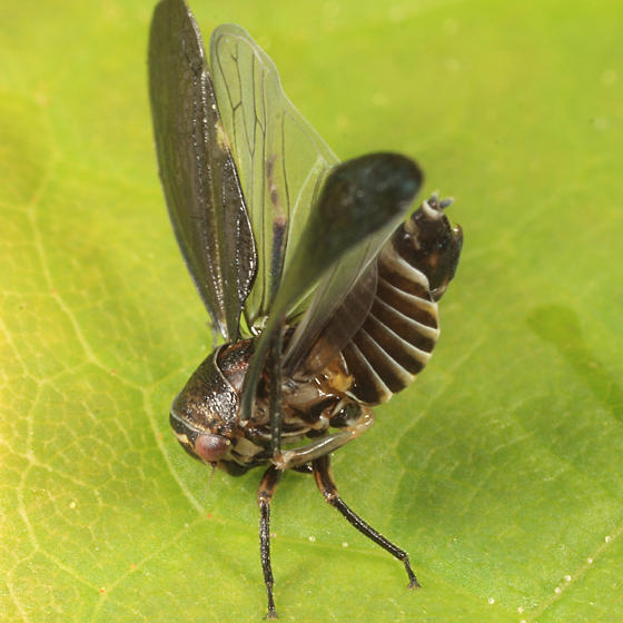 Oncopsis abietis (male)