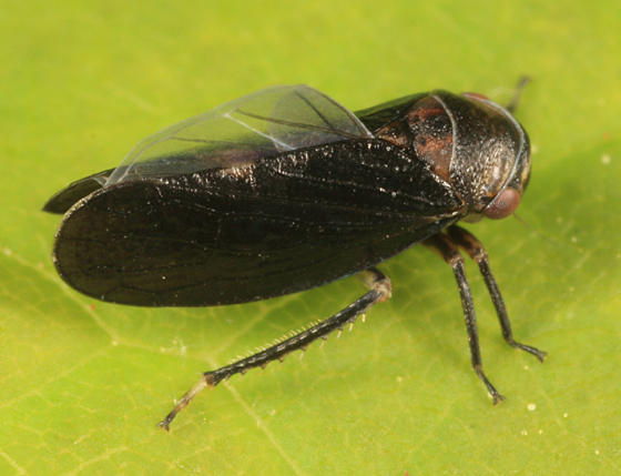 Oncopsis abietis (male)