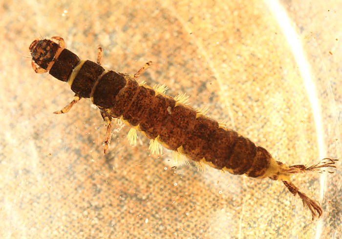 Hydropsyche morosa