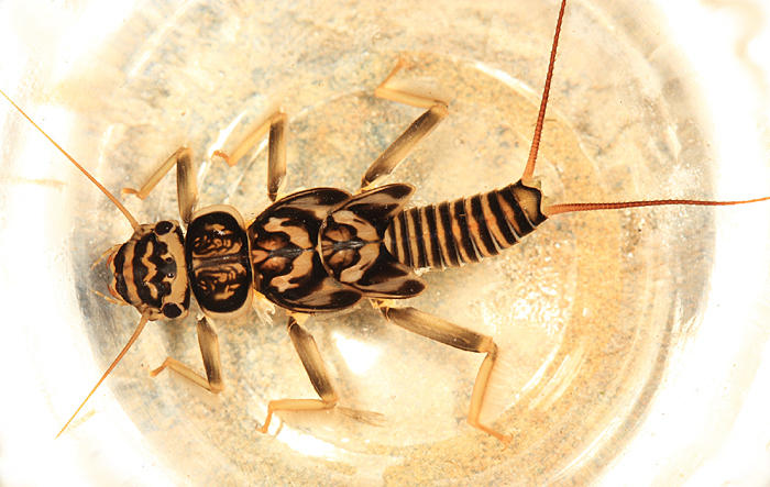 Acroneuria carolinensis