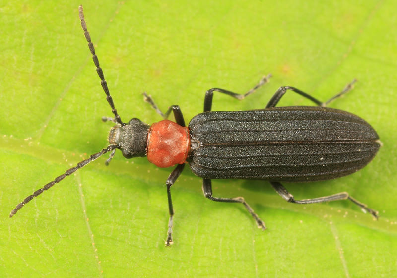 Asclera ruficollis