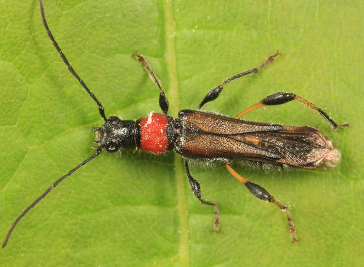 Callimoxys sanguinicollis