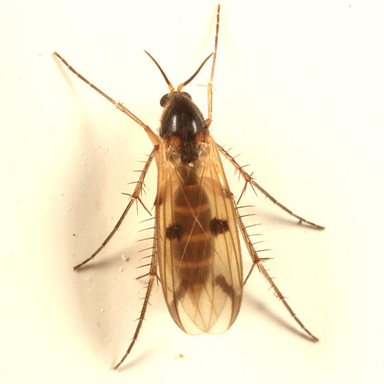 Mycetophila sp.