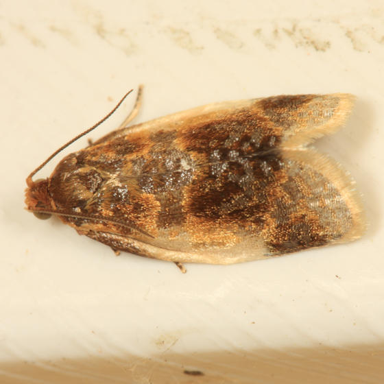 3686 - Black-patched Clepsis Moth - Clepsis melaleucana