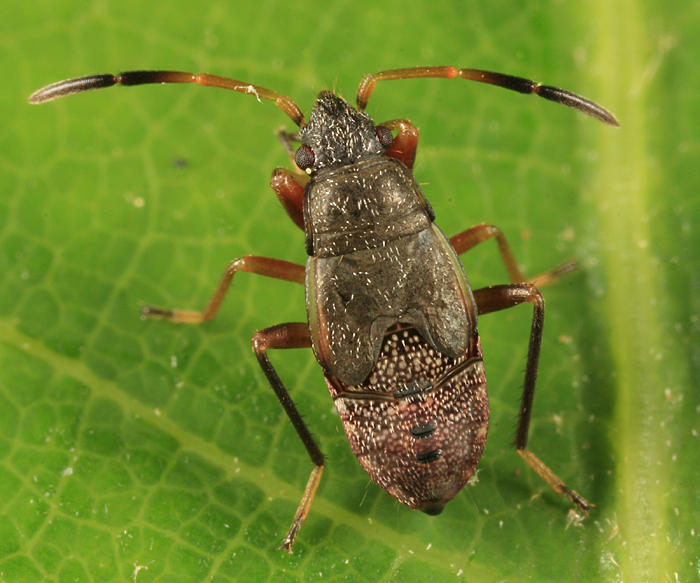 Ligyrocoris diffusus