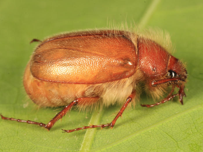 Phyllophaga tristis complex