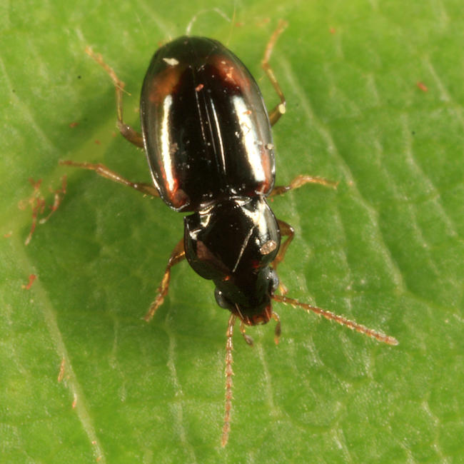 Elaphropus vernicatus