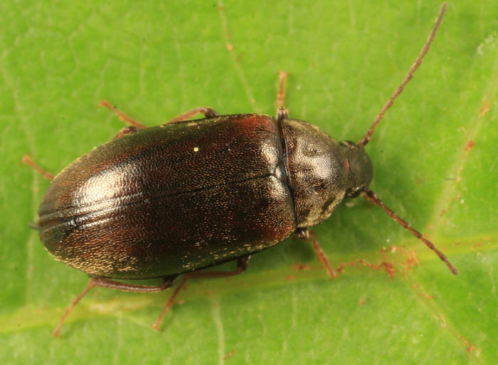 Isomira quadristriata