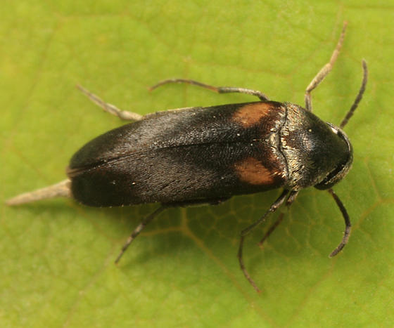 Mordellochroa scapularis