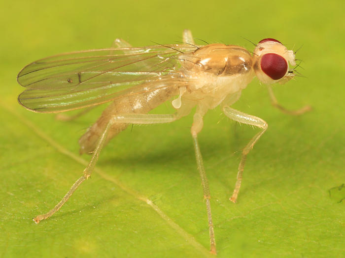Cordilura munda (teneral)