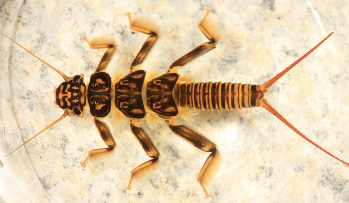 Paragnetina immarginata