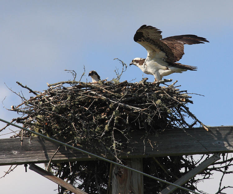 Osprey - Pandion haliaetus