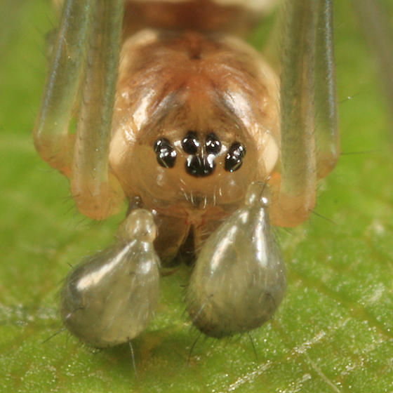 Neriene radiata