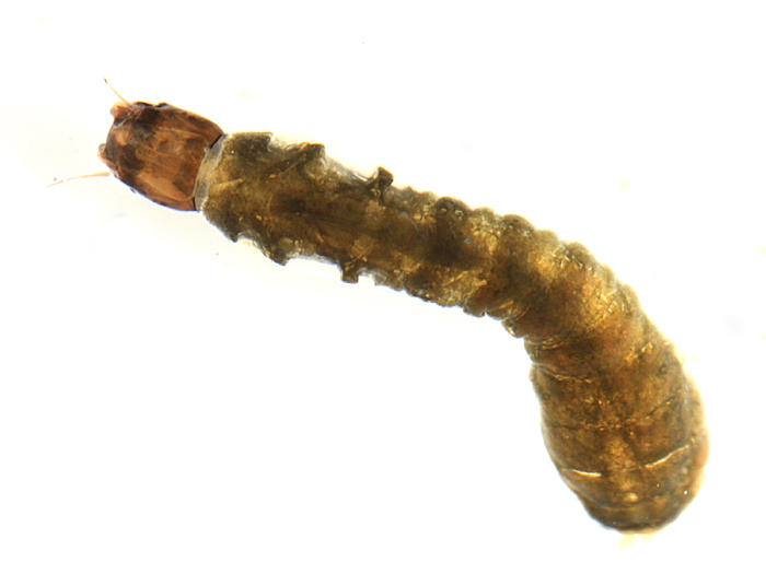 Simulium tuberosum