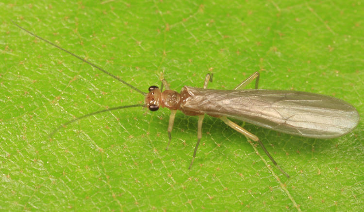 Ostrocerca albidipennis