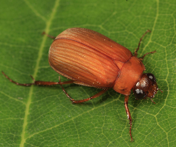 Nipponoserica peregrina