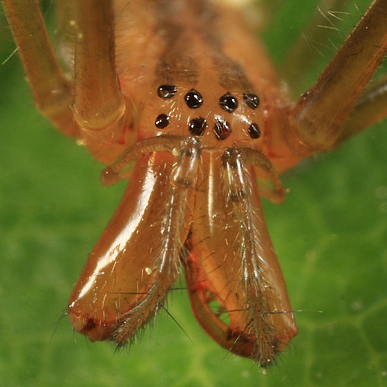 Tetragnatha straminea (female)