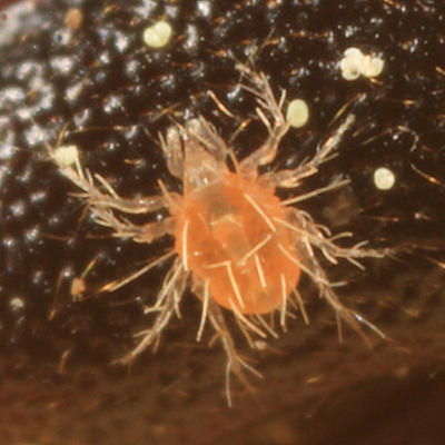 Cheyletoidea - Cheyletidae