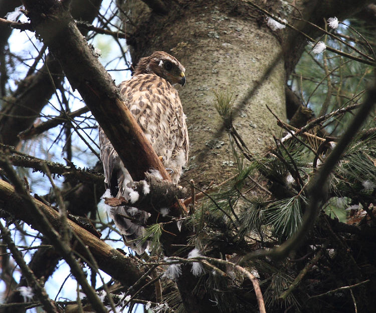 young Northern Goshawk - Accipiter gentilis