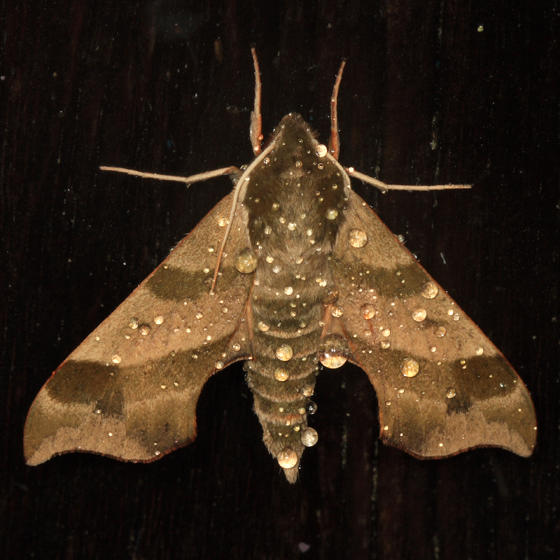 7885 - Virginia Creeper Sphinx - Darapsa myron
