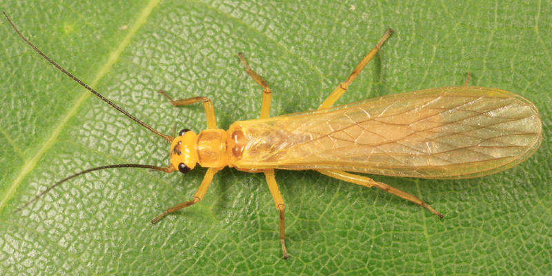 Isoperla holochlora