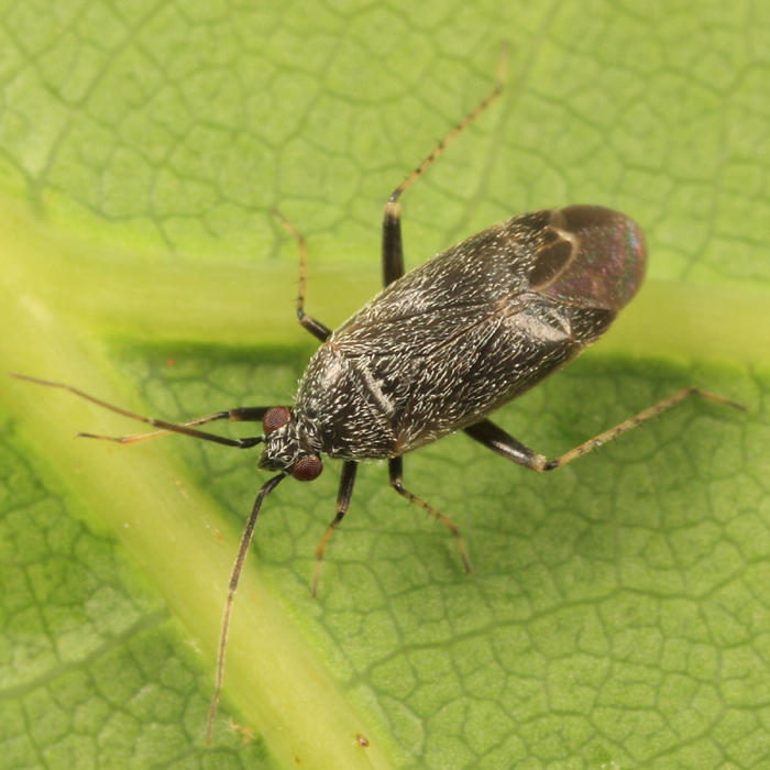 Plagiognathus sp.