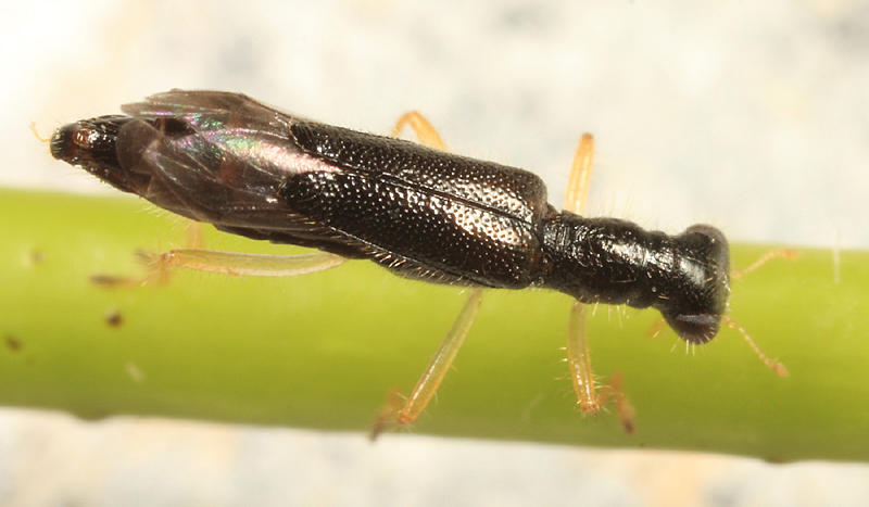 Isohydnocera curtipennis