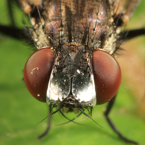 Metopia argyrocephala