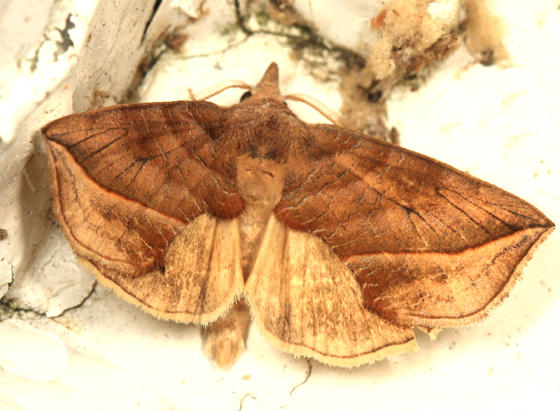 8536 - Canadian Owlet - Calyptra canadensis