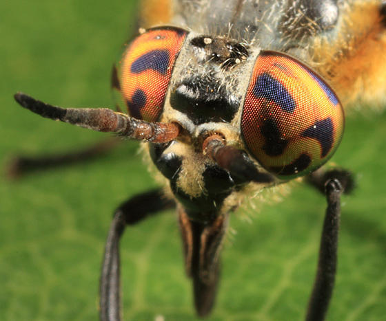 Chrysops cincticornis