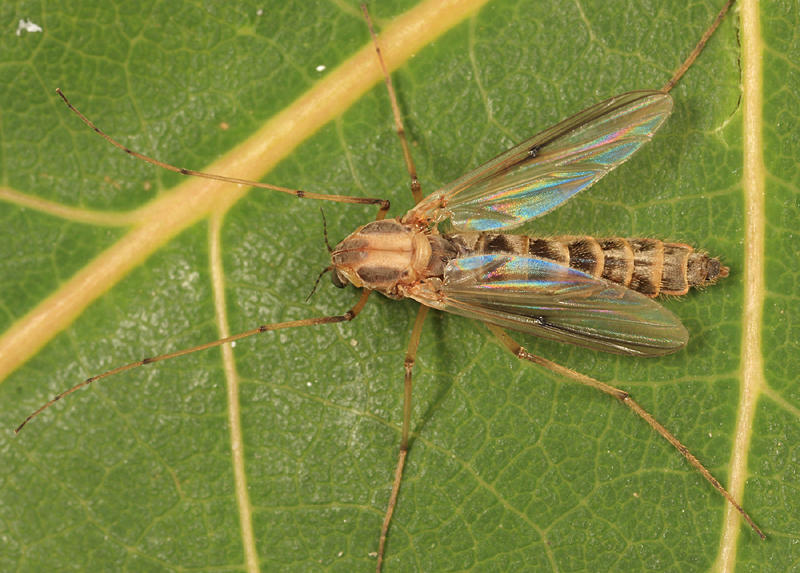 Chironomus sp.