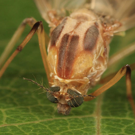 Chironomus sp.