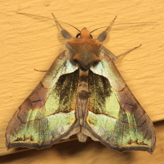 8897 - Green-patched Looper - Diachrysia balluca