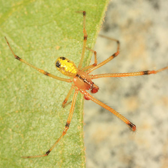 Theridion frondeum (male)
