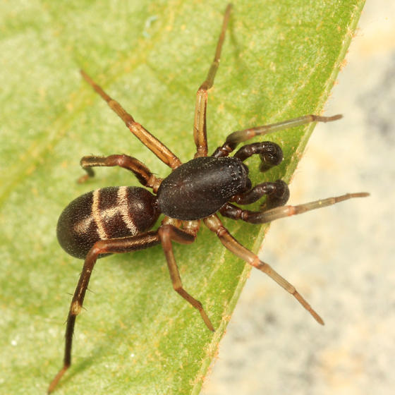 Castianeira cingulata