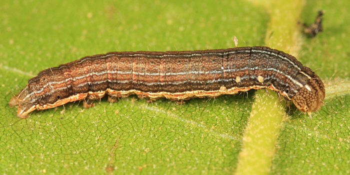 10438 - Armyworm - Mythimna unipuncta