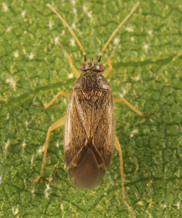 Plagiognathus tsugae