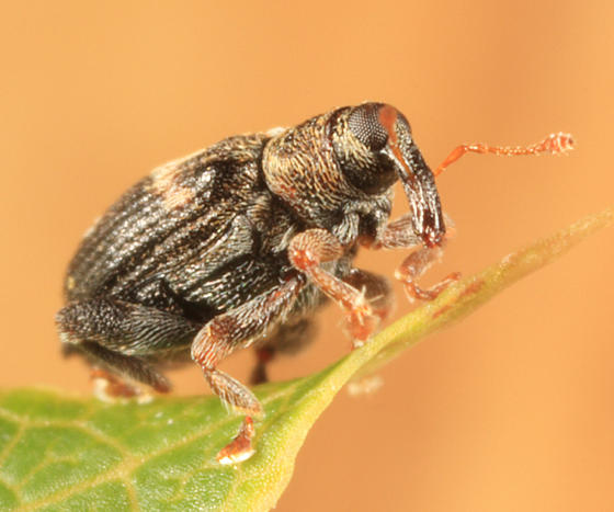 Tachyerges ephippiata