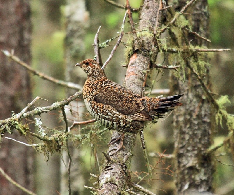 Spruce Grouse - Falcipennis canadensis
