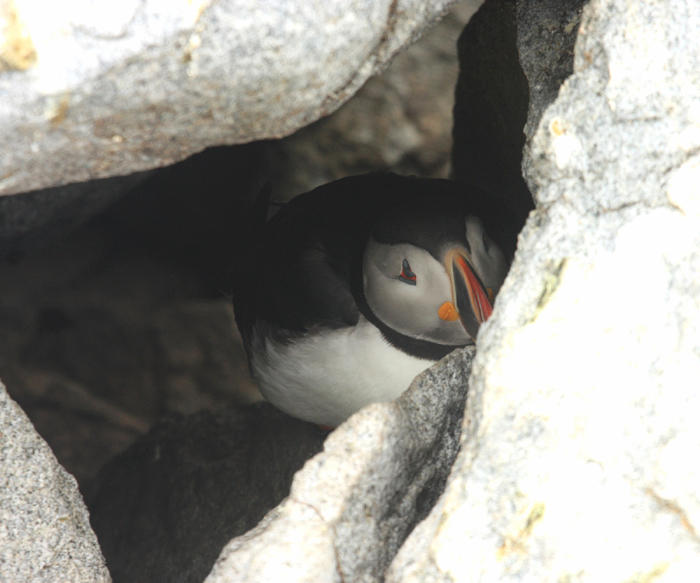 Atlantic Puffin - Fratercula arctica