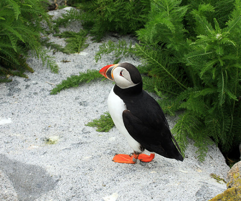 Atlantic Puffin - Fratercula arctica