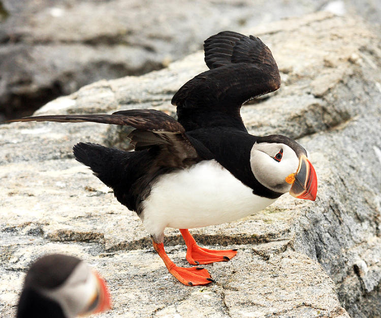 Atlantic Puffin - Fratercula arctica