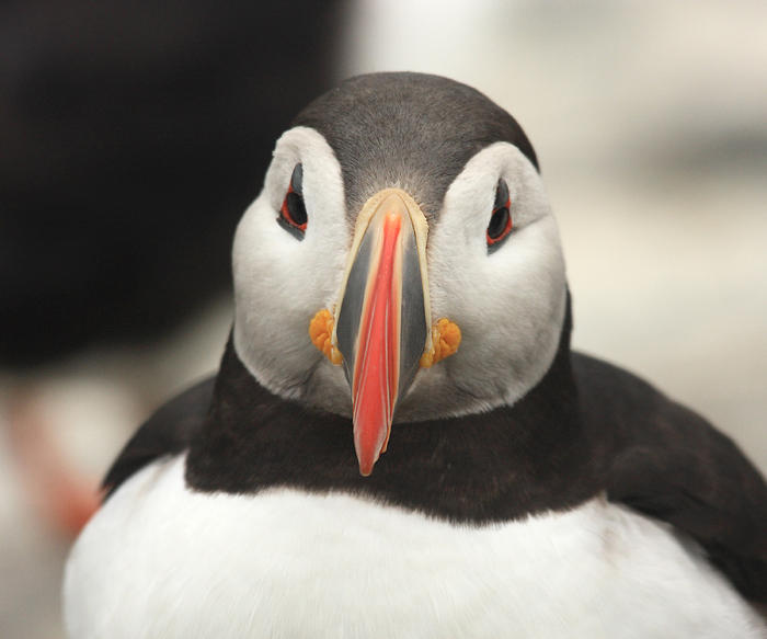 Atlantic Puffin - Fratercula arctica