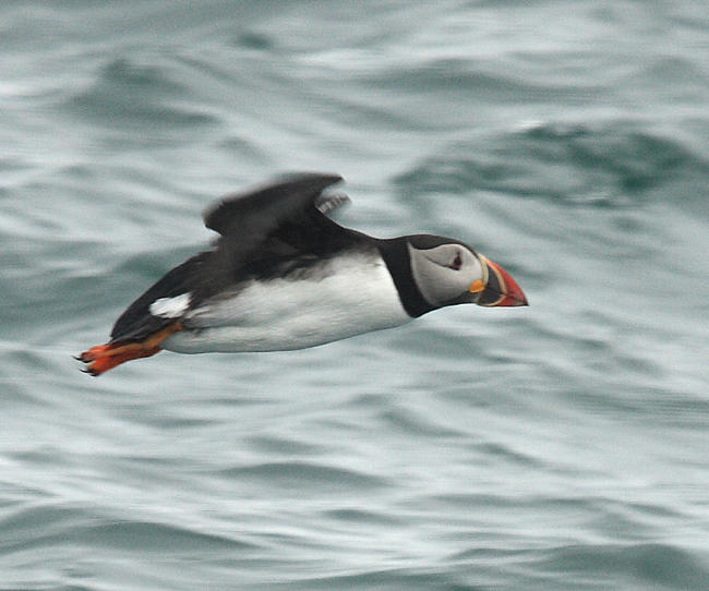 Atlantic Puffin - Fratercula arctica