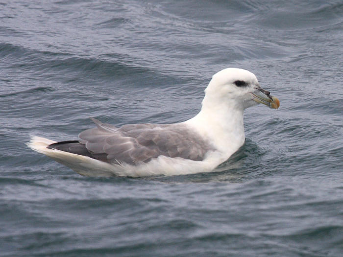 Northern Fulmar - Fulmarus glacialis