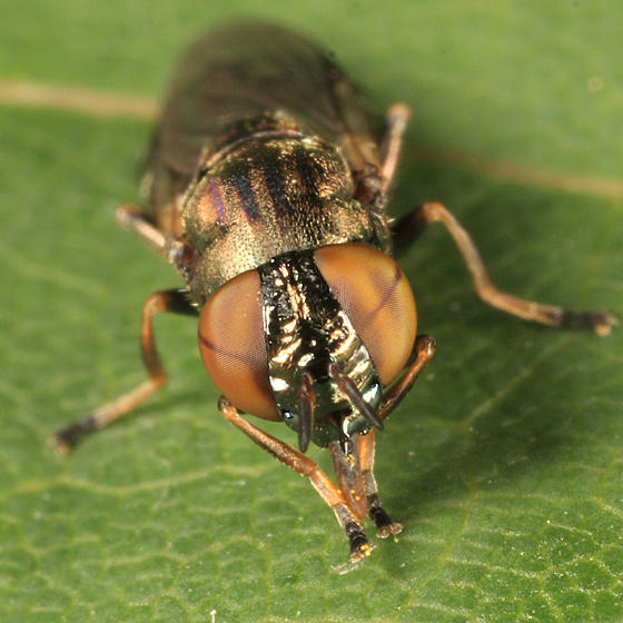 Orthonevra pictipennis  species group (female)