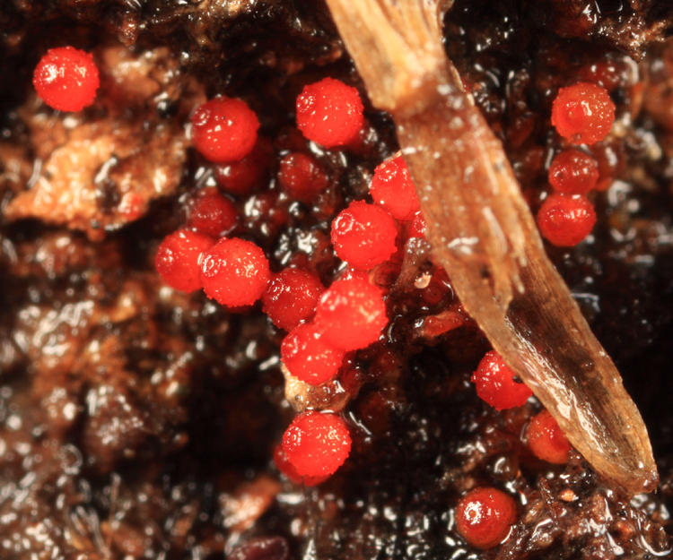 Nectria sp.